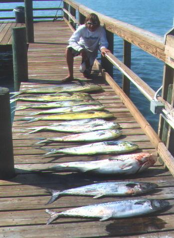 A recent dolphin catch.